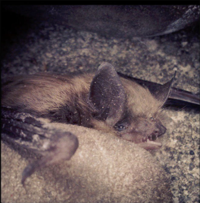 Bats